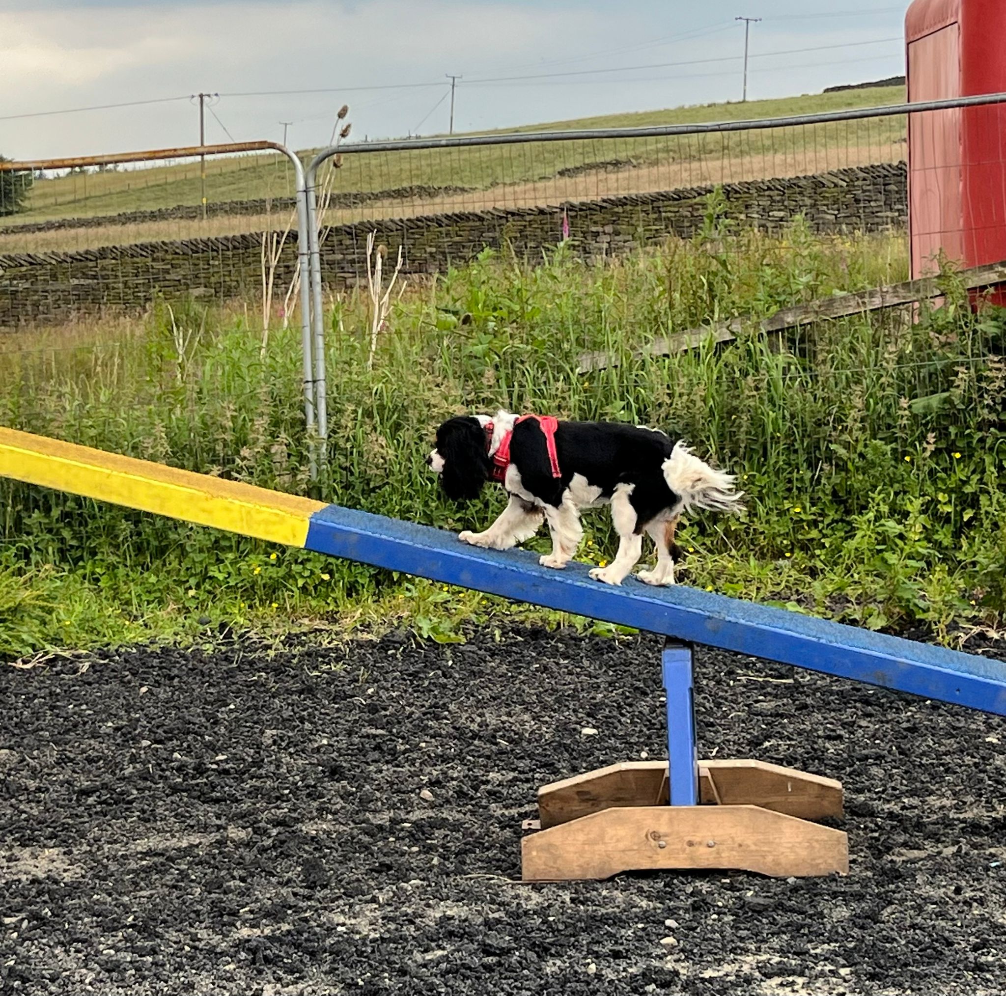 images/agility-june-2024/10.jpg#joomlaImage://local-images/agility-june-2024/10.jpg?width=2048&height=2028