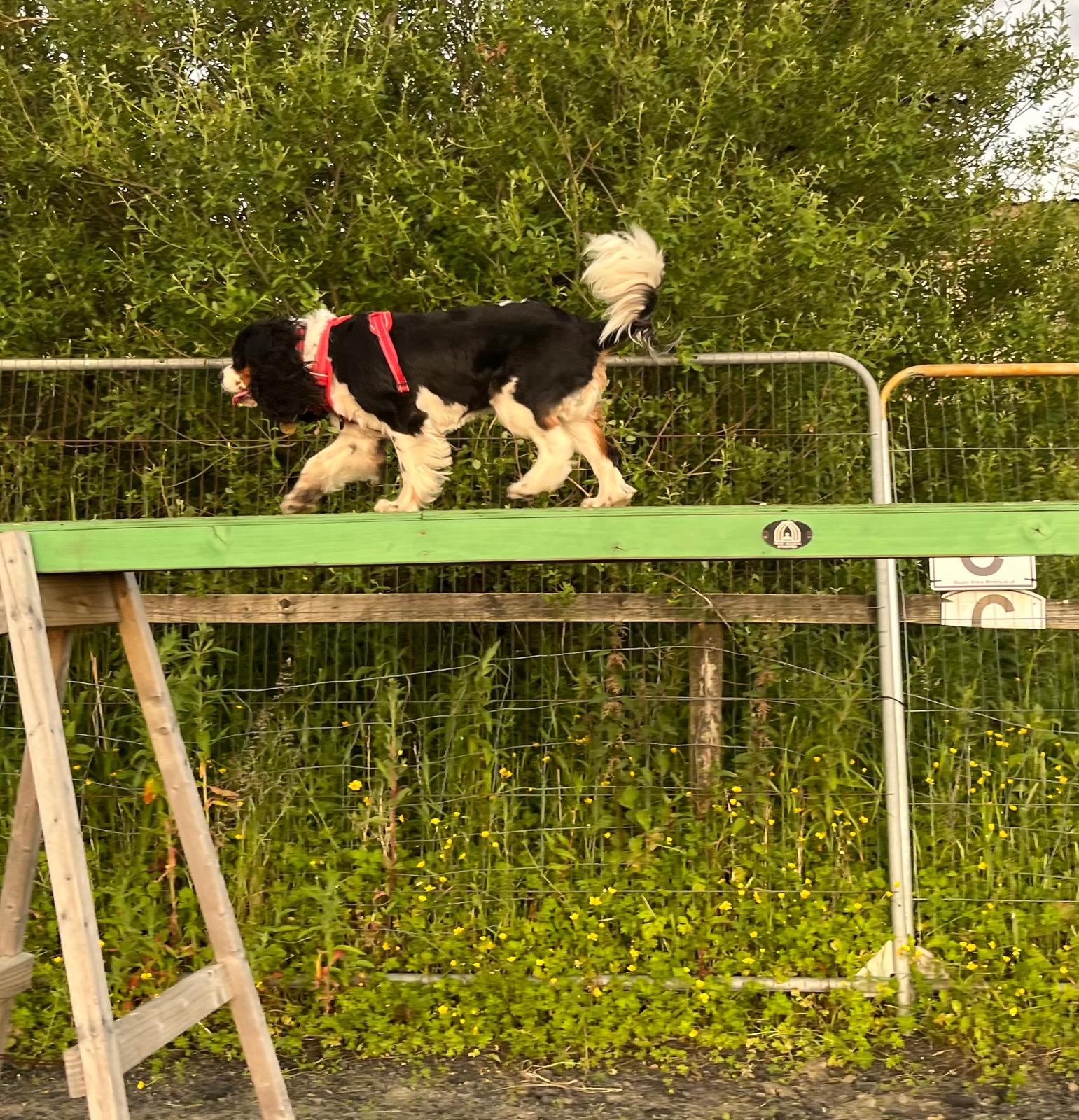 images/agility-june-2024/11.jpg#joomlaImage://local-images/agility-june-2024/11.jpg?width=1541&height=1600