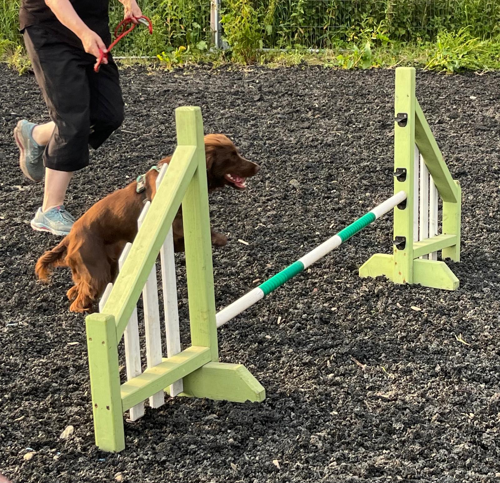 images/agility-june-2024/12.jpg#joomlaImage://local-images/agility-june-2024/12.jpg?width=1599&height=1547