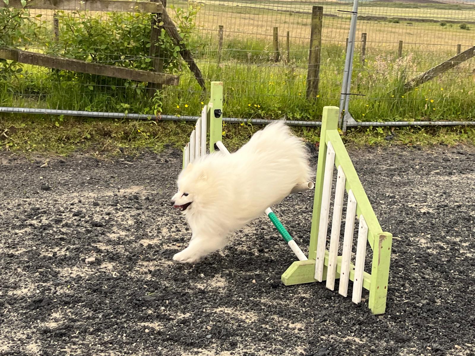 images/agility-june-2024/15.jpg#joomlaImage://local-images/agility-june-2024/15.jpg?width=1600&height=1200