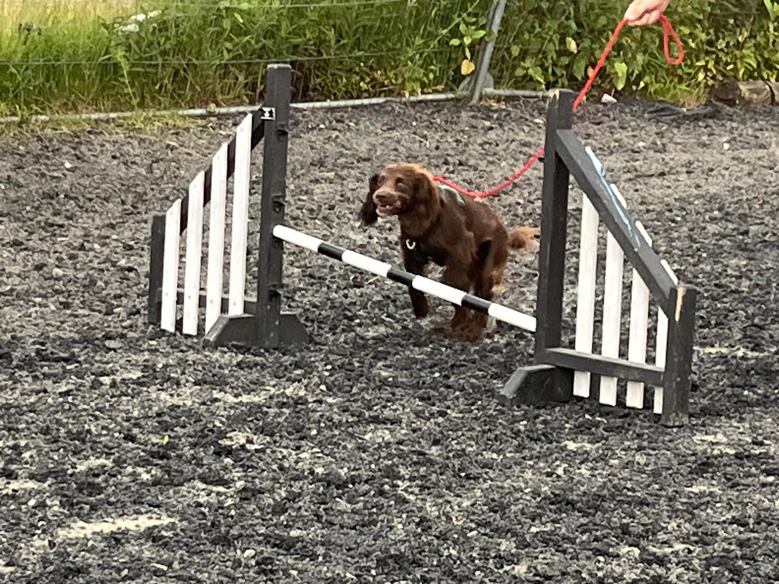 images/agility-june-2024/3.jpg#joomlaImage://local-images/agility-june-2024/3.jpg?width=1600&height=1200