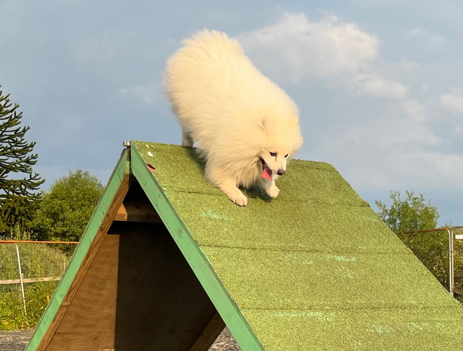 images/agility-june-2024/4.jpg#joomlaImage://local-images/agility-june-2024/4.jpg?width=1600&height=1214