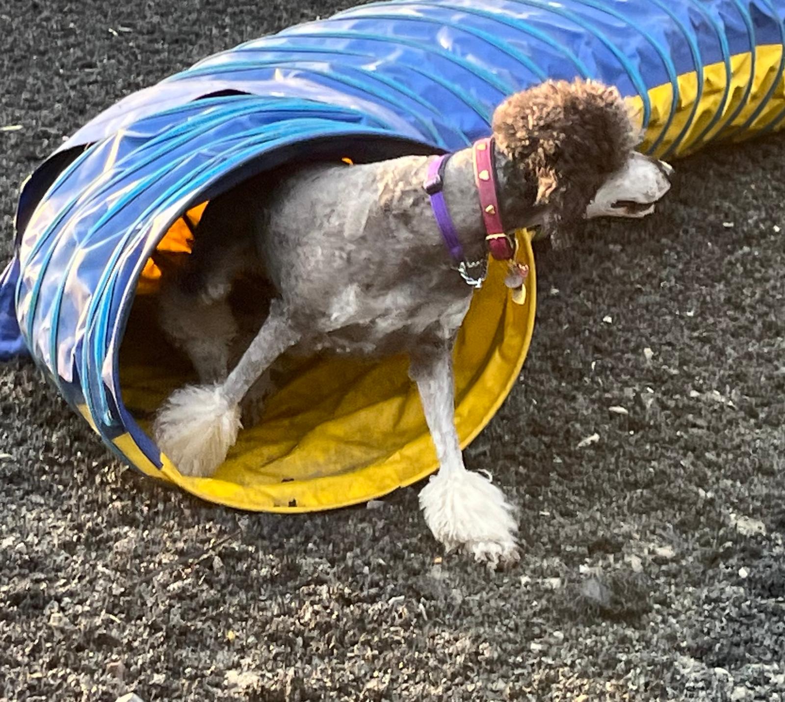 images/agility-june-2024/7.jpg#joomlaImage://local-images/agility-june-2024/7.jpg?width=1600&height=1432