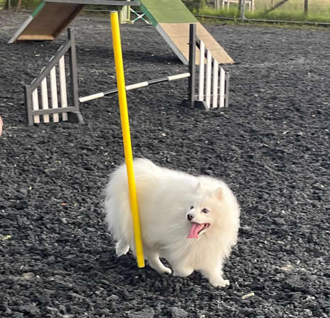 images/agility-june-2024/8.jpg#joomlaImage://local-images/agility-june-2024/8.jpg?width=474&height=456