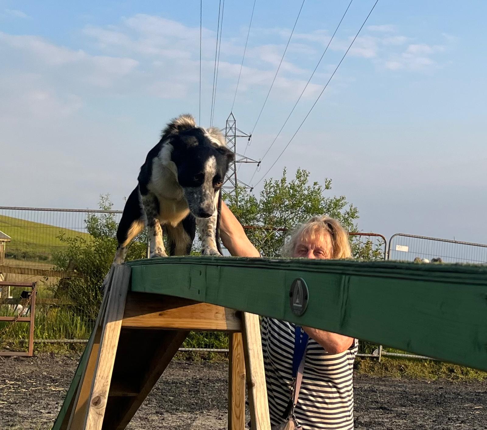 images/agility-june-2024/9.jpg#joomlaImage://local-images/agility-june-2024/9.jpg?width=1600&height=1410